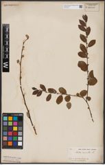 Foto von Salix aurita L.